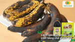 Chuối chín kết hợp chế phẩm EM giúp tăng tốc quá trình lên men và bổ sung vi sinh có lợi cho đất.