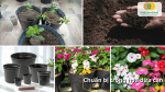 Chuẩn bị đất trồng, chậu và cây giống hoa dừa cạn giúp cây phát triển tốt
