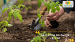 Hướng dẫn trồng cà chua từ cây con giúp cây phát triển nhanh và khỏe mạnh