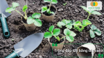 Sử dụng cây con khỏe mạnh giúp rút ngắn thời gian chăm sóc và nhanh cho thu hoạch hơn.