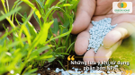 Rải phân bón NPK đúng liều lượng cho cây giúp hấp thu tốt và tránh cháy rễ