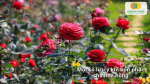 Vườn hoa hồng đỏ nở rộ minh họa những lưu ý quan trọng khi bón phân cho hoa hồng