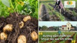 Tưới nước đều, vun đất, bón phân đúng lúc để củ lớn nhanh và chắc khỏe.