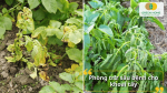 Theo dõi thường xuyên, xử lý sớm sâu bệnh để bảo vệ năng suất và chất lượng củ.
