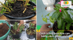 Hướng dẫn trồng hoa dừa cạn bằng phương pháp giâm cành nhanh ra rễ