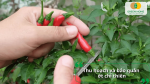Thu hái khi trái chuyển đỏ đều, cắt nhẹ cuống để tránh gãy cành và bảo quản nơi khô thoáng giúp giữ độ tươi lâu hơn.