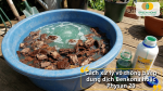 gâm vỏ thông trong dung dịch Benkona hoặc Physan 20 để khử khuẩn, loại bỏ nấm bệnh trước khi trồng lan