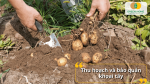 Thu hoạch đúng thời điểm, bảo quản nơi khô ráo giúp khoai giữ được lâu và ngon.