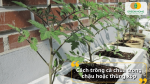 Cách trồng cà chua trong chậu hoặc thùng xốp phù hợp không gian nhỏ