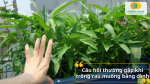 Giải đáp thắc mắc khi trồng rau muống tại nhà
