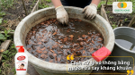 Xử lý vỏ thông bằng nước rửa tay kháng khuẩn, giúp làm sạch và hạn chế vi khuẩn gây hại cho lan