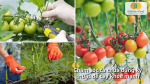 Kỹ thuật chăm sóc cà chua đúng cách giúp cây phát triển khỏe mạnh và ít sâu bệnh