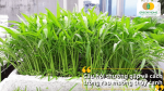 Những thắc mắc phổ biến của người mới bắt đầu trồng rau muống thủy canh
