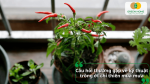 Câu hỏi thường gặp về kỹ thuật trồng ớt chỉ thiên mùa mưa mà người trồng rất quan tâm.