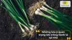 Những lưu ý quan trọng khi trồng hành lá tại nhà