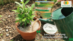 Những lưu ý quan trọng khi sử dụng Trichoderma để tưới cây