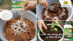 Các loại cây trồng phù hợp sử dụng xơ dừa đã xử lý bằng Trichoderma như rau, cây giống và cây cảnh.