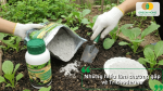 Những sai lầm thường gặp khi dùng Trichoderma xử lý đất và cách khắc phục.
