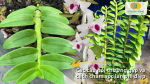 Giải đáp các câu hỏi thường gặp về chăm sóc lan phi điệp