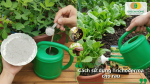 Cách sử dụng Trichoderma cho rau sạch và cây rau màu
