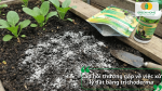 Giải đáp câu hỏi thường gặp về cách xử lý đất bằng Trichoderma cho vườn rau sạch.