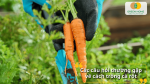 Giải đáp các thắc mắc phổ biến giúp bạn trồng cà rốt hiệu quả hơn tại nhà.