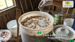 Ủ đạm cá bằng Trichoderma giúp giảm mùi và tăng dinh dưỡng