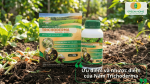Ưu điểm và nhược điểm của chế phẩm nấm Trichoderma trong nông nghiệp