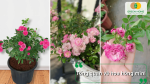 Hoa hồng mini với nhiều màu sắc nổi bật thích hợp trang trí ban công và sân vườn