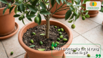 Cây tắc bị rụng trái non do thiếu dinh dưỡng và thay đổi môi trường sống