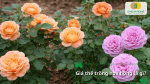 Giá thể trồng hoa hồng bằng xơ dừa giúp giữ ẩm và tăng độ tơi xốp cho đất