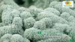 Hình ảnh nấm Trichoderma cận cảnh với màu xanh đặc trưng