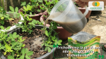 Trichoderma là gì và lợi ích khi tưới gốc cho cây trồng