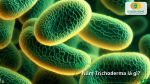 Hình ảnh mô phỏng nấm Trichoderma dưới kính hiển vi với cấu trúc vi sinh có lợi cho đất trồng