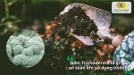 Đất trồng giàu mùn và vi sinh sau khi xử lý bằng Trichoderma giúp cây phát triển khỏe mạnh.