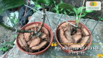 Đặc điểm của xơ dừa khi sử dụng làm giá thể trồng lan