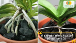 Lý do nên sử dụng than củi làm giá thể trồng lan giúp thoáng khí và hạn chế úng rễ