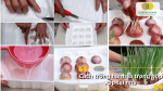 Hướng dẫn trồng hành lá trong hộp xốp tại nhà đơn giản