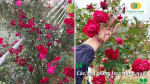 Các giống hoa hồng quế phổ biến dễ trồng cho hoa đẹp và bền màu