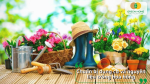Dụng cụ và nguyên liệu cần thiết để trồng hoa hồng mini khỏe mạnh tại nhà