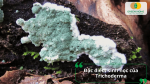Nấm Trichoderma phát triển trên gỗ mục và môi trường hữu cơ