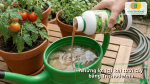 Những lợi ích nổi bật khi sử dụng Trichoderma để tưới cây