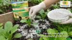 Rải Trichoderma vào luống rau giúp cải tạo đất, phòng bệnh và tăng sức đề kháng cho cây rau.