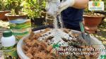 Người làm vườn rắc Trichoderma lên xơ dừa để xử lý trước khi sử dụng làm giá thể trồng cây.