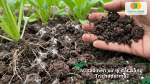 So sánh hiệu quả đất trồng trước và sau khi xử lý bằng nấm Trichoderma trong nhà kính.