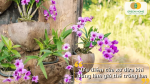 Ưu điểm của xơ dừa trong việc trồng và chăm sóc hoa lan