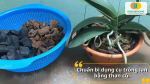 Chuẩn bị than củi và dụng cụ cần thiết để trồng lan đúng kỹ thuật tại nhà