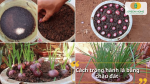 Cách trồng hành lá bằng chậu đất cho cây phát triển tốt