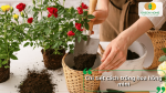 Hướng dẫn chi tiết cách trồng hoa hồng mini trong chậu đơn giản và hiệu quả