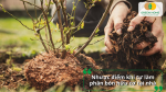 Nhược điểm khi tự ủ phân hữu cơ nếu làm sai kỹ thuật